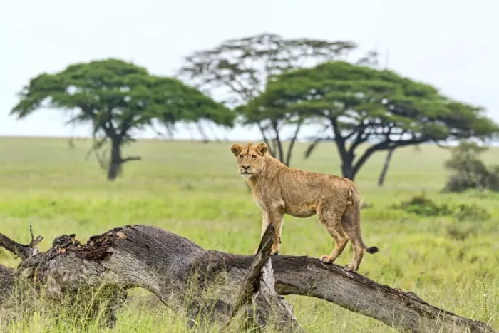 Framed Print : Lion -Panthera leo- on rotten tree, Serengeti, Tanzania Framed Print : Lion -Panthera leo- on rotten tree, Serengeti, Tanzania