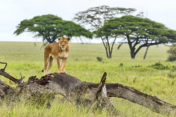 Lion -Panthera leo- on rotten tree, Serengeti, Tanzania