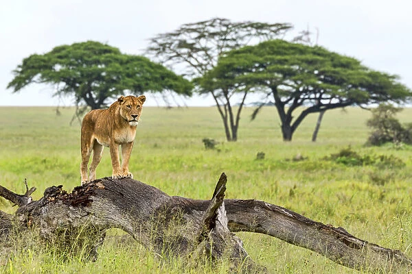 Lion -Panthera leo- on rotten tree, Serengeti, Tanzania