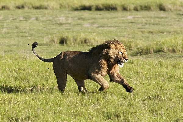 Lion -Panthera leo-, running, Ngorongoro Crater, Ngorongoro Conservation Area, Tanzania, Africa