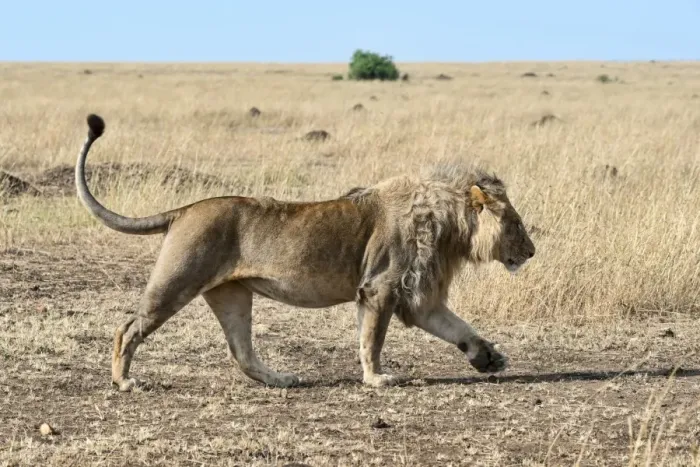 Framed Print : Lion -Panthera leo- running through the steppe, Msai Mara, Kenya Framed Print : Lion -Panthera leo- running through the steppe, Msai Mara, Kenya