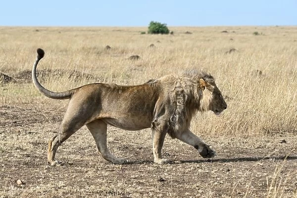Lion -Panthera leo- running through the steppe, Msai Mara, Kenya