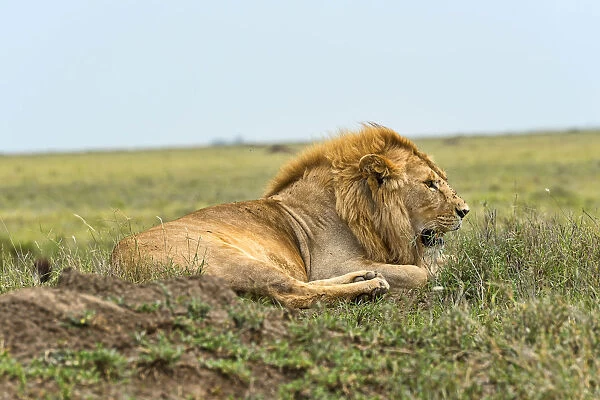 Lion -Panthera leo-, Serengeti, Tanzania