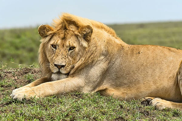 Lion -Panthera leo-, Serengeti, Tanzania