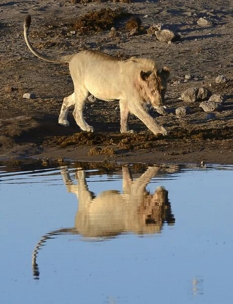 Lion -Panthera leo- at a waterhole, Etosha National Park, Namibia