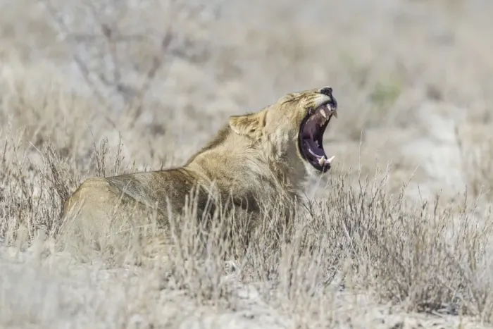 Framed Print : Lion -Panthera leo- yawning, Etosha National Park, Namibia Framed Print : Lion -Panthera leo- yawning, Etosha National Park, Namibia