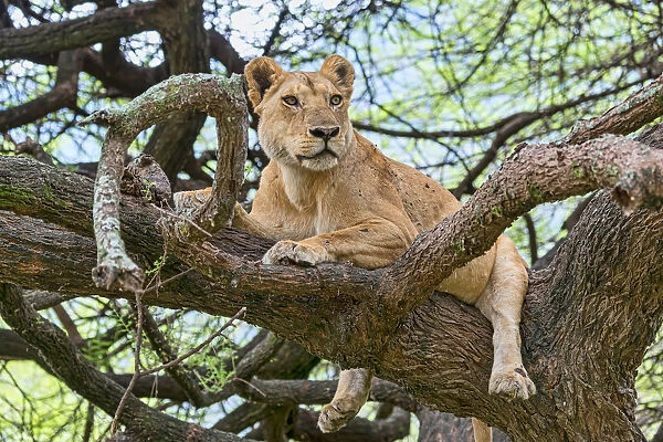 Lion -Panthers leo-, lioness on a tree, Manyara, Tanzania