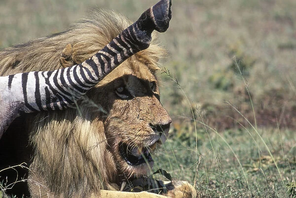 Lion with prey, Serengeti