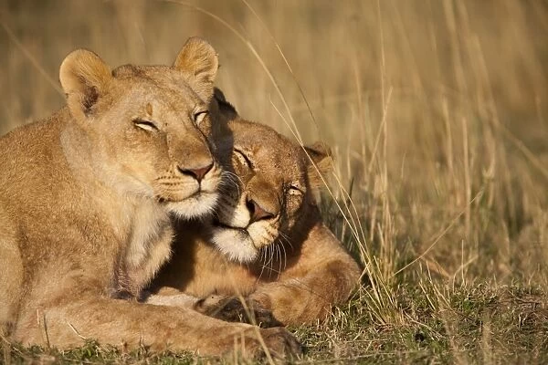 Lion Pride, Masai Mara Game Reserve, Kenya
