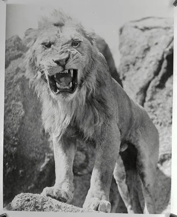 Framed Print : Lion from Samson and Delilah on a Rock Roaring Framed Print : Lion from Samson and Delilah on a Rock Roaring