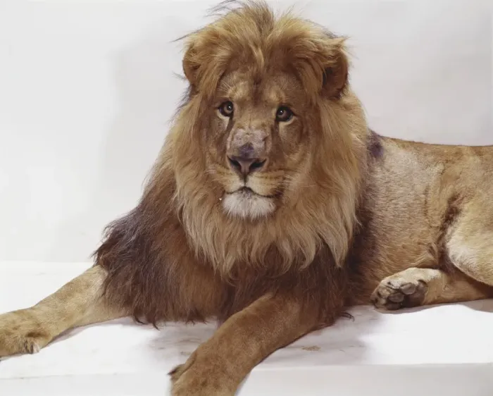 Framed Print : Lion sitting on white background, close-up
