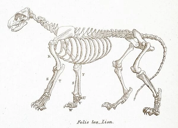 Lion skeleton engraving 1803
