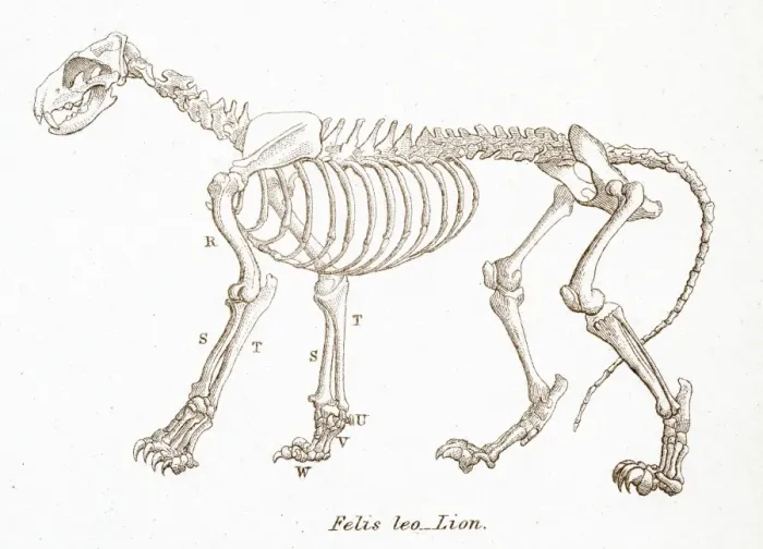 Framed Print : Lion skeleton engraving 1803 Framed Print : Lion skeleton engraving 1803