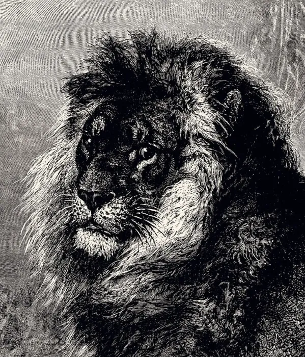 Framed Print : LION (XXXL) Framed Print : LION (XXXL)