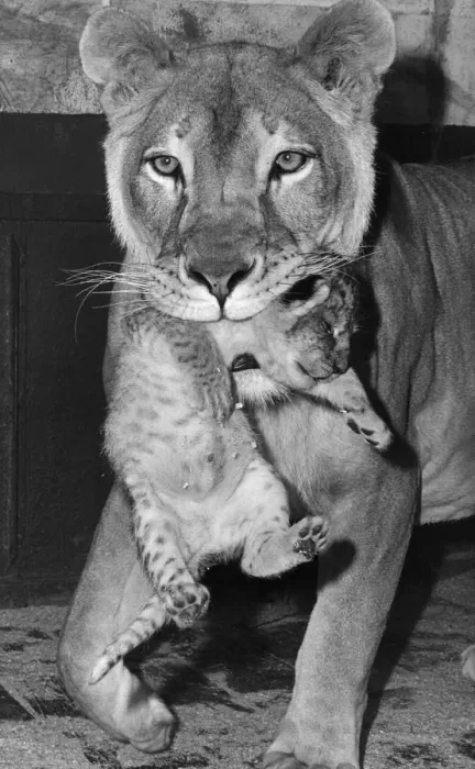 Framed Print : Lioness And Cub Framed Print : Lioness And Cub