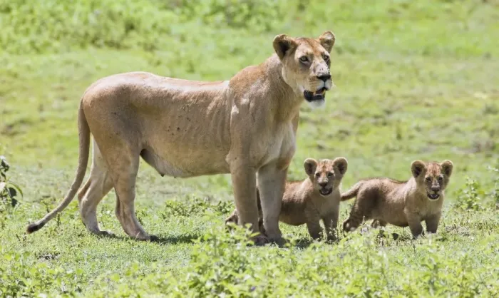 Framed Print : Lioness with cubs Framed Print : Lioness with cubs