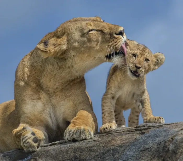 Framed Print : Lioness and cubs