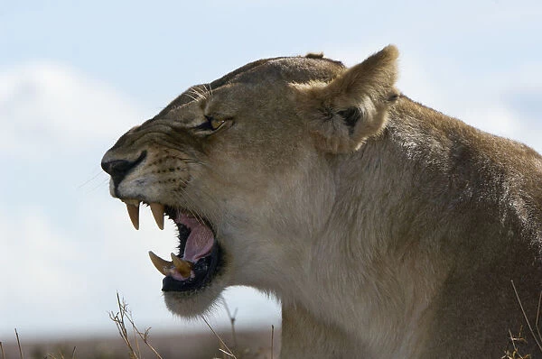 Lioness, Masai Mara Game Reserve, Kenya