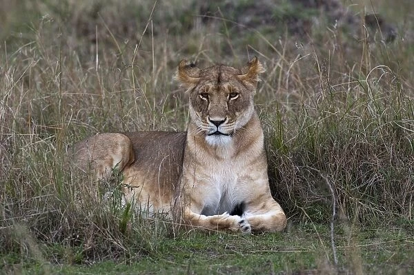 Lioness -Panthera leo-, adult, Msai Mara, Kenya