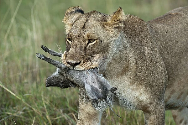 Lioness -Panthera leo-, adult, with warthog kill, Msai Mara, Kenya