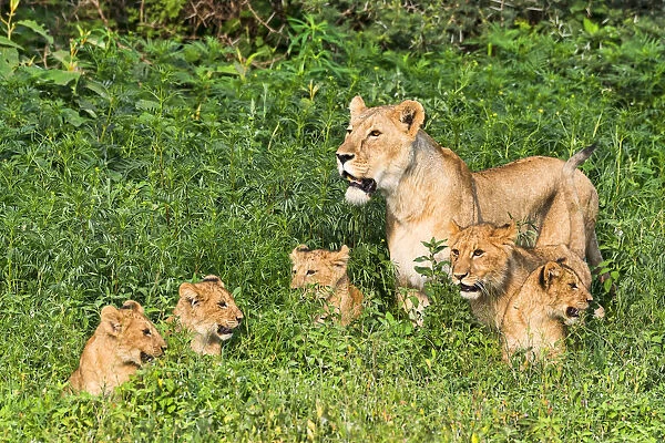 Lioness -Panthera leo- with her cubs, Ngorongoro Crater, Tanzania