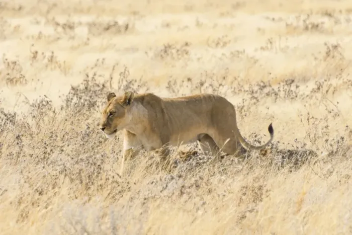 Framed Print : Lioness -Panthera leo- with cubs walking through steppe, Etosha National Park, Namibia Framed Print : Lioness -Panthera leo- with cubs walking through steppe, Etosha National Park, Namibia