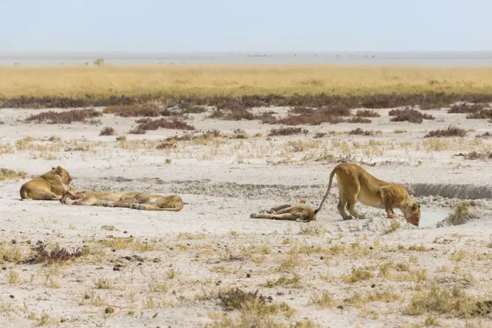 Framed Print : Lioness -Panthera leo- drinking at a waterhole on the edge of the Etosha Pan, Etosha National Park, Namibia Framed Print : Lioness -Panthera leo- drinking at a waterhole on the edge of the Etosha Pan, Etosha National Park, Namibia