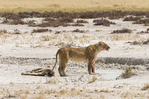 Lioness -Panthera leo- on the edge of the Etosha Pan, Etosha National Park, Namibia