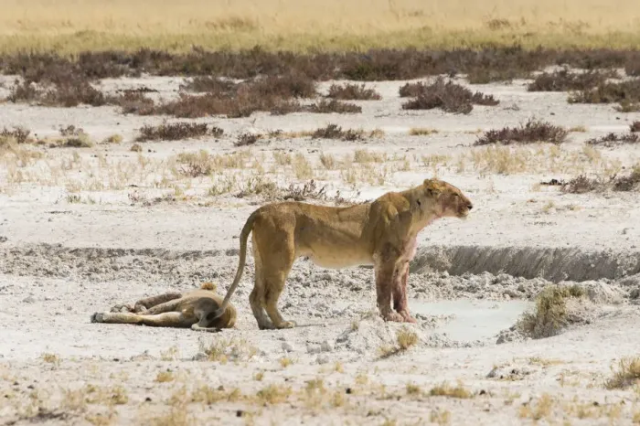 Framed Print : Lioness -Panthera leo- on the edge of the Etosha Pan, Etosha National Park, Namibia Framed Print : Lioness -Panthera leo- on the edge of the Etosha Pan, Etosha National Park, Namibia