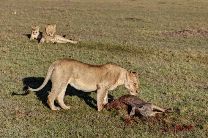 Framed Print : Lioness -Panthera leo- feeding on wildebeest -Connochaetes taurinus- observed by two young lions, Masai Mara National Reserve, Kenya, East Africa, Africa, PublicGround