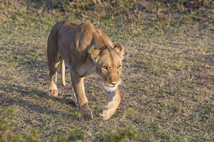 Framed Print : Lioness -Panthera leo-, Msai Mara, Kenya Framed Print : Lioness -Panthera leo-, Msai Mara, Kenya