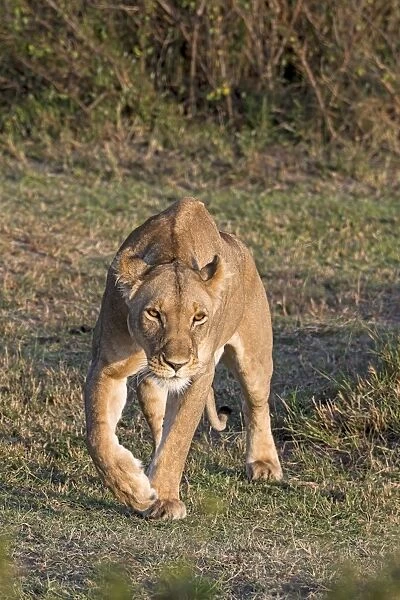 Lioness -Panthera leo-, Msai Mara, Kenya