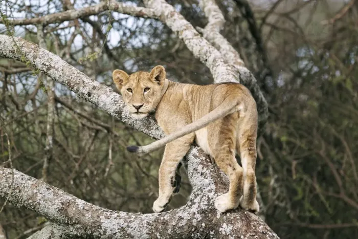 Framed Print : Lioness -Panthera leo- in a tree, Serengeti, Tanzania, Africa Framed Print : Lioness -Panthera leo- in a tree, Serengeti, Tanzania, Africa