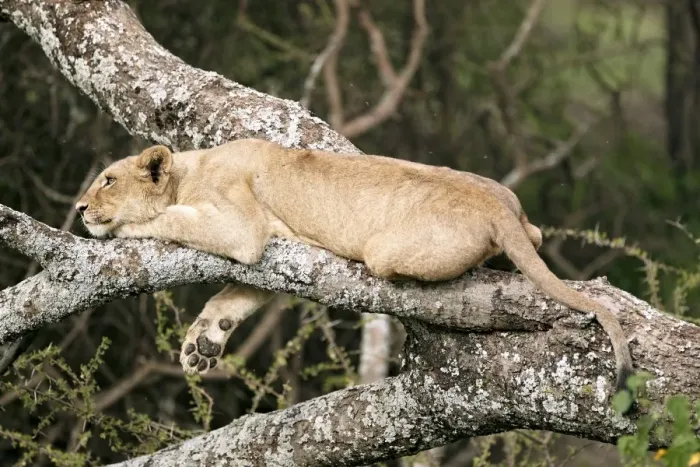 Framed Print : Lioness -Panthera leo- in a tree, Serengeti, Tanzania, Africa Framed Print : Lioness -Panthera leo- in a tree, Serengeti, Tanzania, Africa