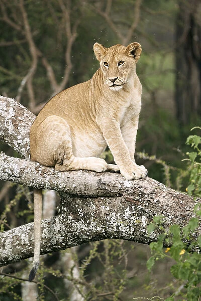 Lioness -Panthera leo- in a tree, Serengeti, Tanzania, Africa