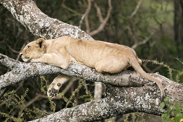 Lioness -Panthera leo- in a tree, Serengeti, Tanzania, Africa