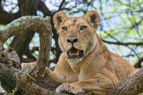 Lioness -Panthera leo- on tree, Tanzania