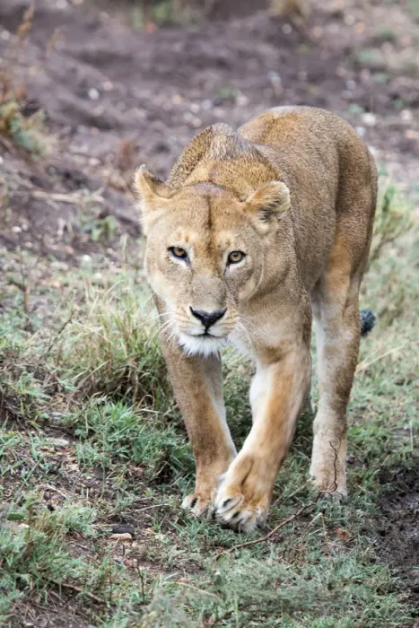 Framed Print : Lioness (Panthera leo) walking along road Framed Print : Lioness (Panthera leo) walking along road