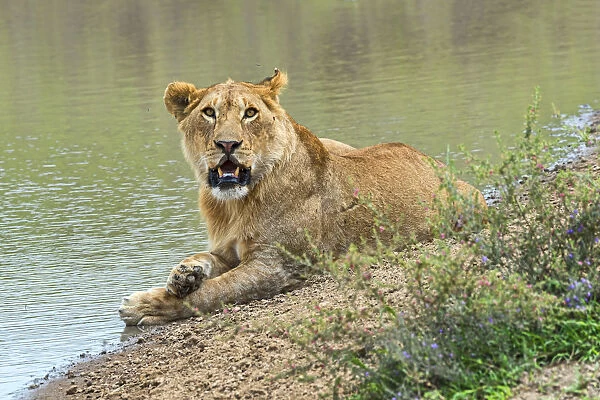 Lioness -Panthera leo- on water, Serengeti, Tanzania