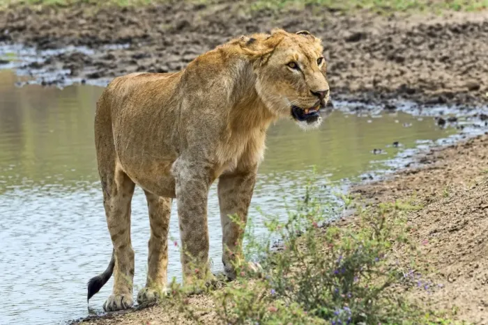 Framed Print : Lioness -Panthera leo- on water, Serengeti, Tanzania Framed Print : Lioness -Panthera leo- on water, Serengeti, Tanzania