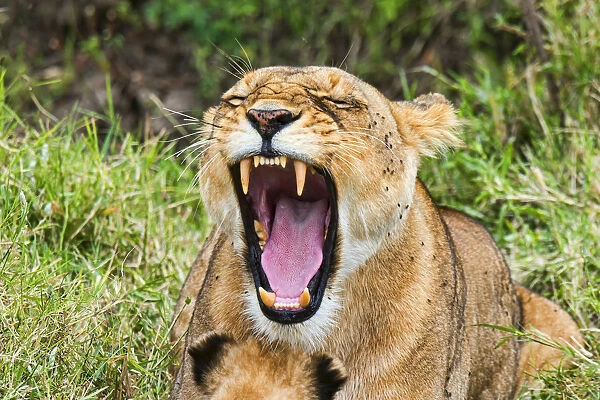 Lioness -Panthera leo- yawning, Msai Mara, Kenya