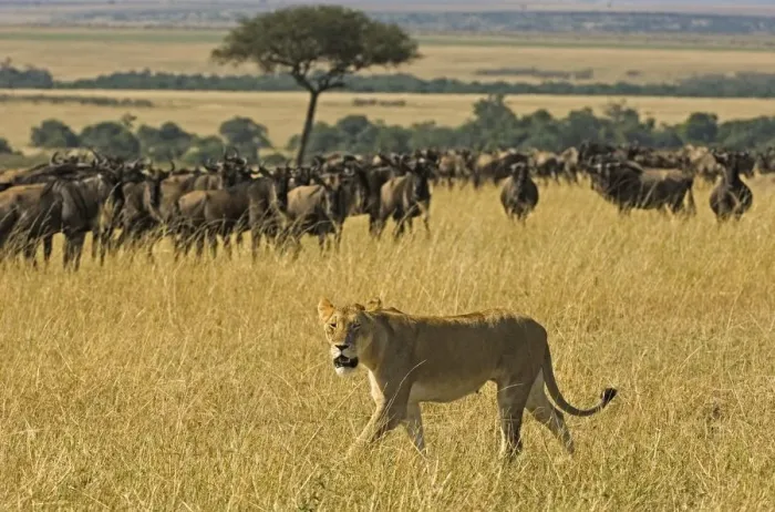 Framed Print : Lioness (Pathera leo) Walking Past a Wildebeest (Connochaetes taur) Herd Framed Print : Lioness (Pathera leo) Walking Past a Wildebeest (Connochaetes taur) Herd