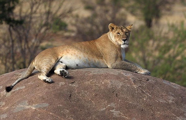 Lioness resting on round boulder