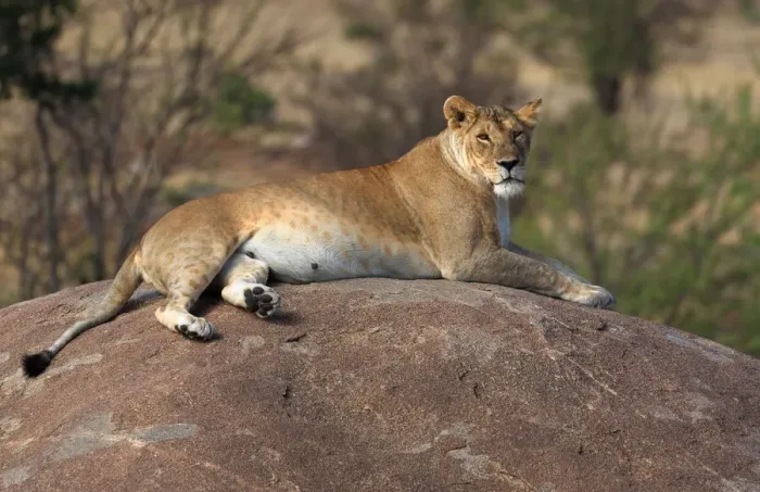 Framed Print : Lioness resting on round boulder Framed Print : Lioness resting on round boulder