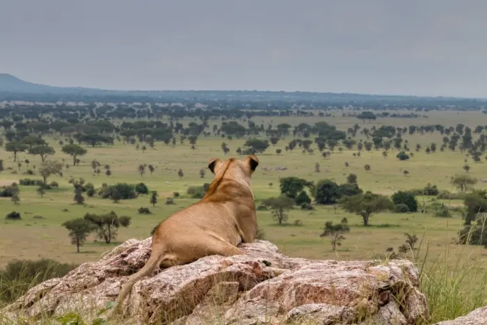 Framed Print : Lioness in the Serengeti Framed Print : Lioness in the Serengeti