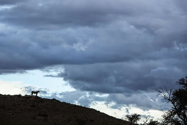 Lioness silhouetted on a ridge, Kgalagadi Transfrontier Park, South Africa
