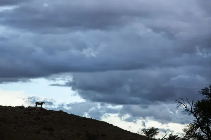 Framed Print : Lioness silhouetted on a ridge, Kgalagadi Transfrontier Park, South Africa
