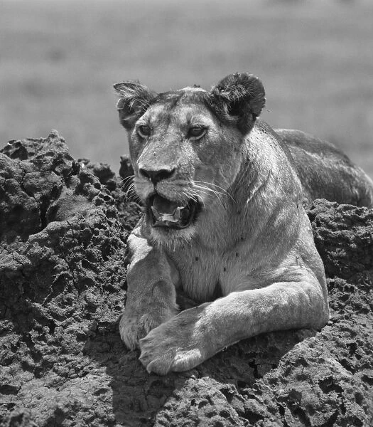 Lioness on termite mound, Serengeti