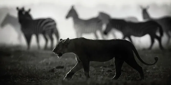 Framed Print : Lioness Walks in Front of Zebra in Backlit Silhouettes in Amboseli, Kenya Framed Print : Lioness Walks in Front of Zebra in Backlit Silhouettes in Amboseli, Kenya