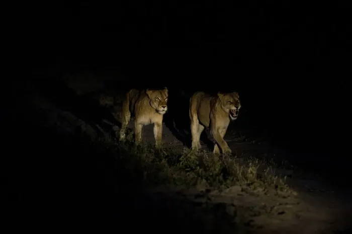 Framed Print : Two Lionesses -Panthera leo-, adult, at night, South Africa Framed Print : Two Lionesses -Panthera leo-, adult, at night, South Africa